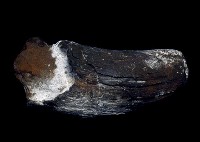 藏品(象化石)的圖片